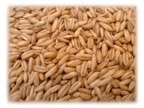 recette petit-épeautre